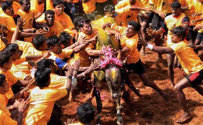 Jallikatte